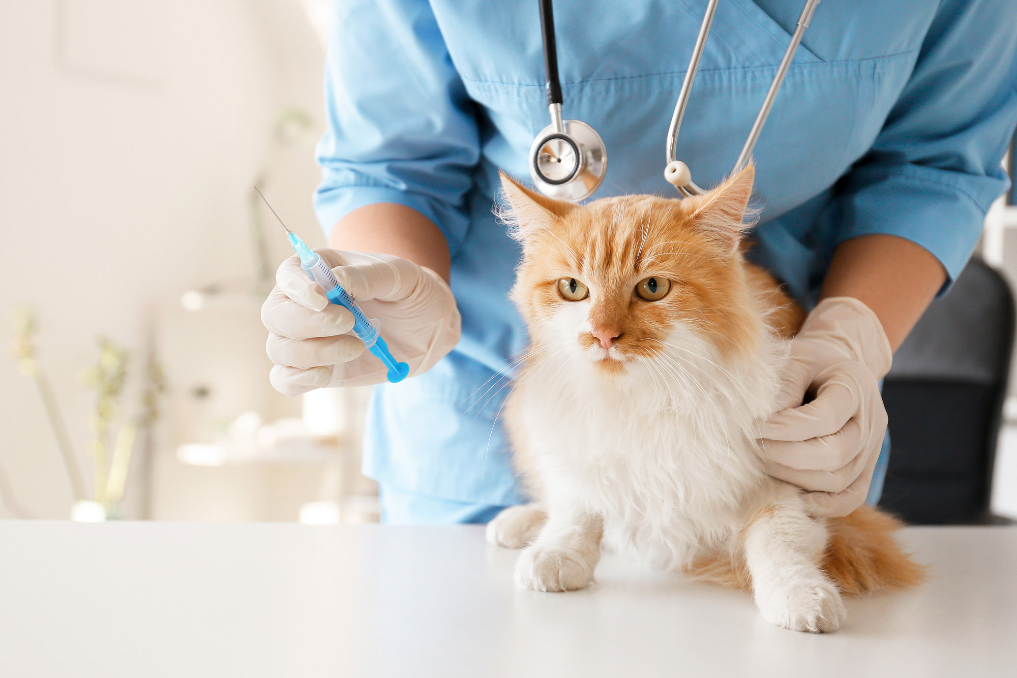 Katze wird beim Tierarzt geimpft